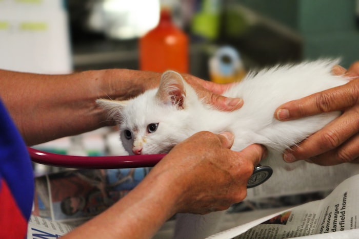 Locum vet tax